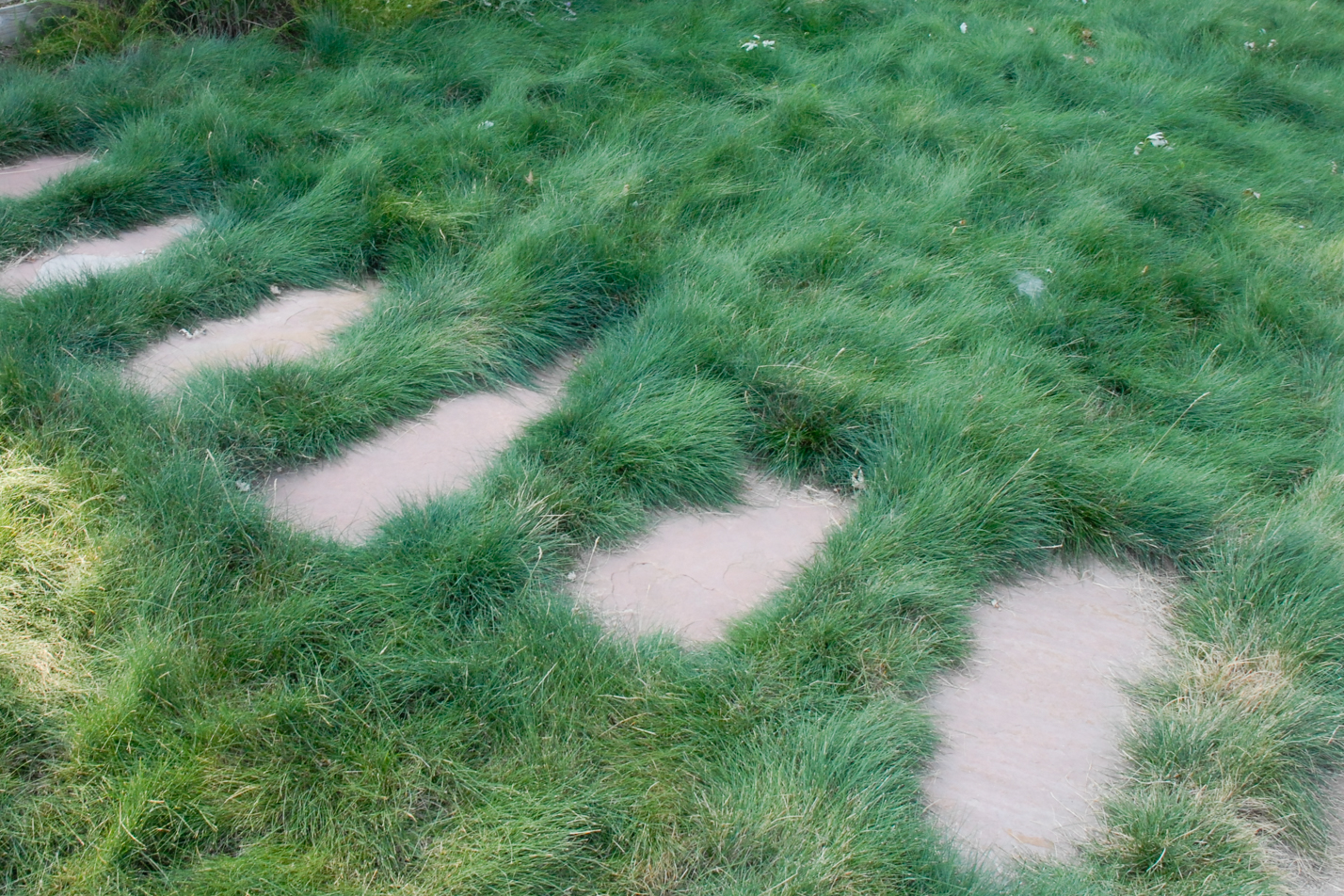 Contemporary Xeriscape